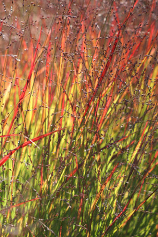 Switch grass 'Shenandoah' (Panicum virgatum 'Shenandoah') is a beautiful grass with red-toned foliage and a graceful habit. In Harmony Sustainable Landscapes