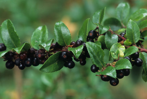 Evergreen huckleberry (Vaccinium ovatum) is a versatile and underused plant. In Harmony Sustainable Landscapes