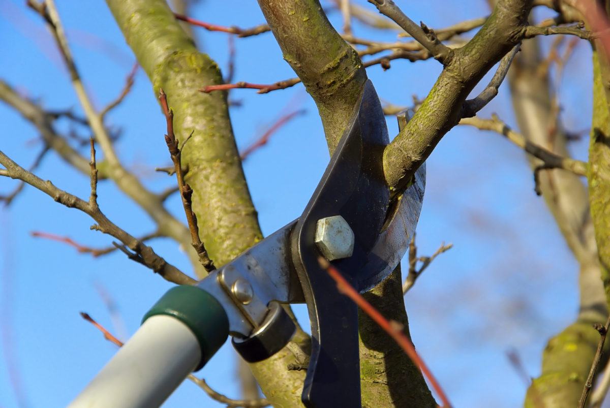 Winter pruning can improve the health and beauty of trees and shrubs. In Harmony Sustainable Landscapes