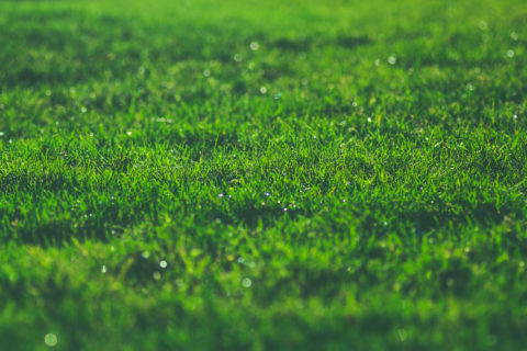 Lime helps your lawn grow green and lush. In Harmony Sustainable Landscapes
