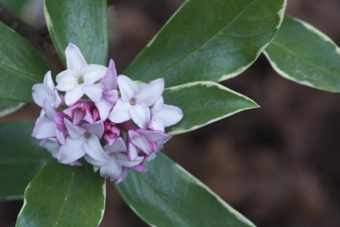 Variegated winter daphne, Daphne odora ‘Aureomarginata’, fills the air with sweet fragrance in March and April. 