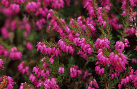 ‘Porter's Red’ winter heath (Erica carnea ‘Porter's Red’) has hundreds of small, urn-shaped, magenta flowers from December or January until May. In Harmony Sustainable Landscapes