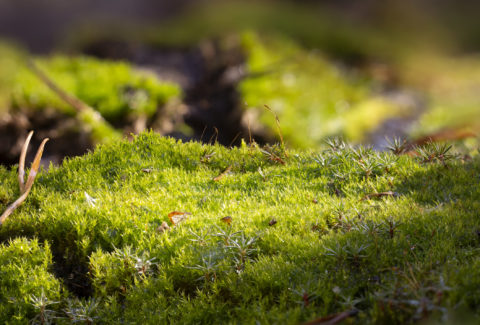 Moss looks good in the forest, perhaps not in your lawn. We can help you reduce moss problems. In Harmony Sustainable Landscapes 