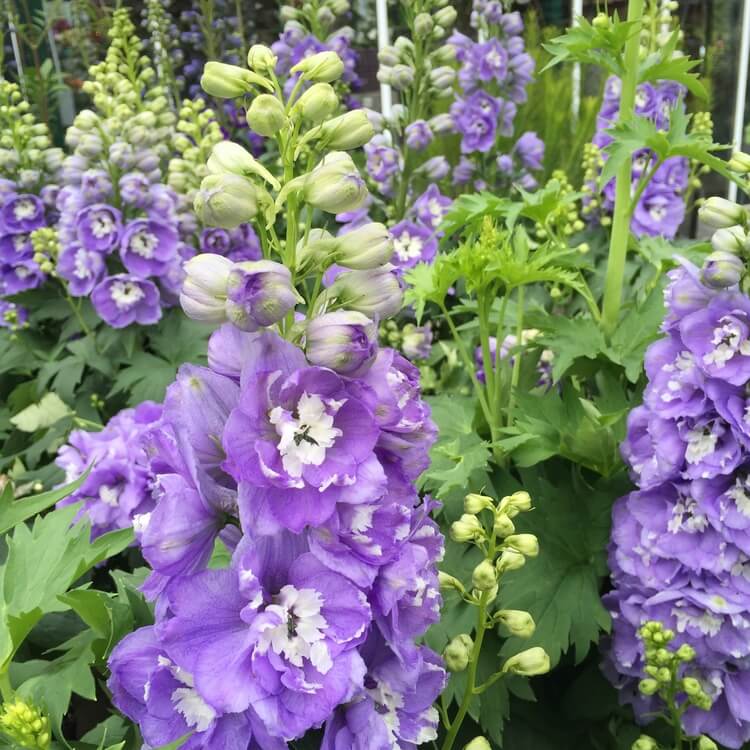 Celebrate Pollinator Week by planting flowers. Delphinium's tall spires attract hummingbirds. In Harmony Sustainable Landscapes