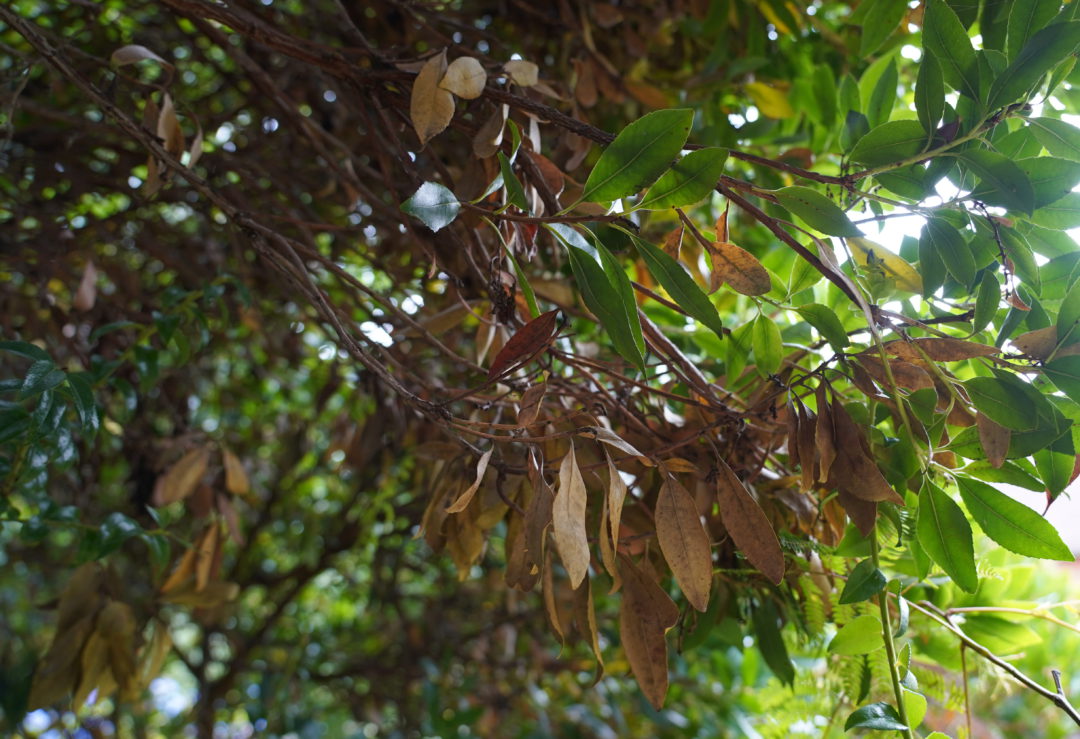 It's time to water your trees! • In Harmony Sustainable Landscapes