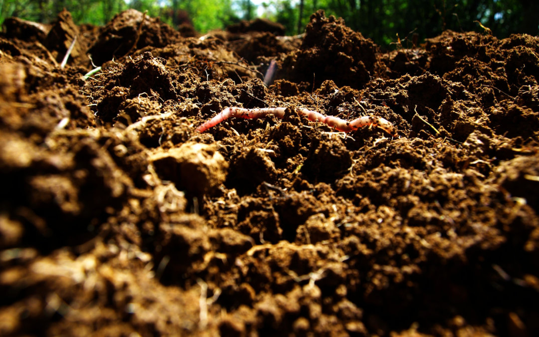 Soil health: how ideas have changed over 25 years
