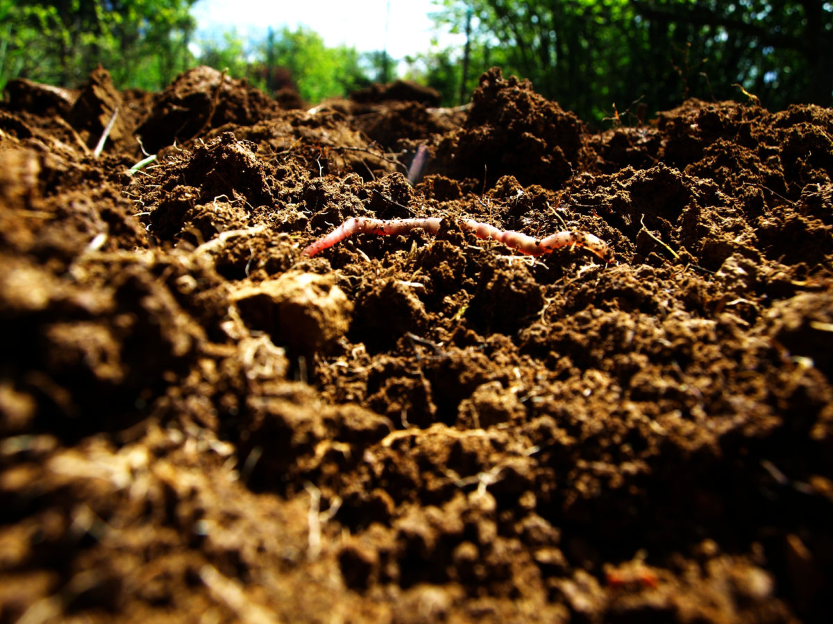 During our 25 years in business, ideas about soil health have changed from focusing on chemistry to focusing on biology. Earthworms and a variety of smaller critters play key roles in soil health. In Harmony Sustainable Landscapes