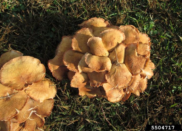 Not all mushrooms are benign. Some, such as armillaria root rot, grow from harmful fungi. Photo: David Stephens, Bugwood.org. In Harmony Sustainable Landscapes