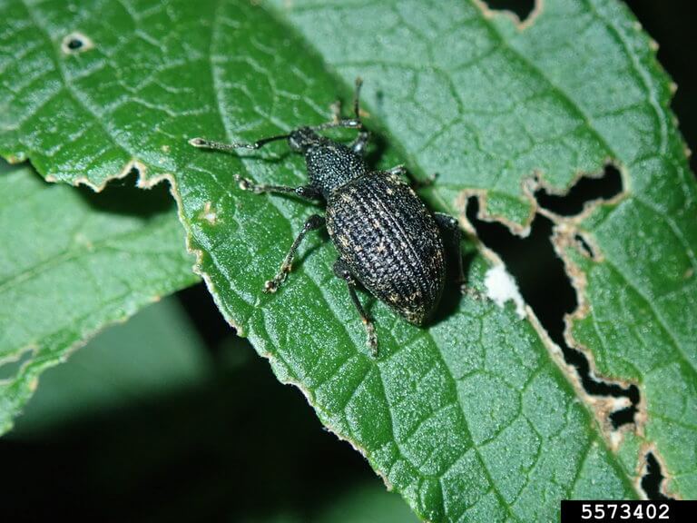 How to prevent and limit root weevil damage