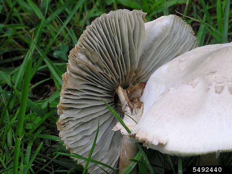 Most mushrooms provide concrete benefits to your lawn and garden. Photo: Curtis E. Young, The Ohio State University, Bugwood.org