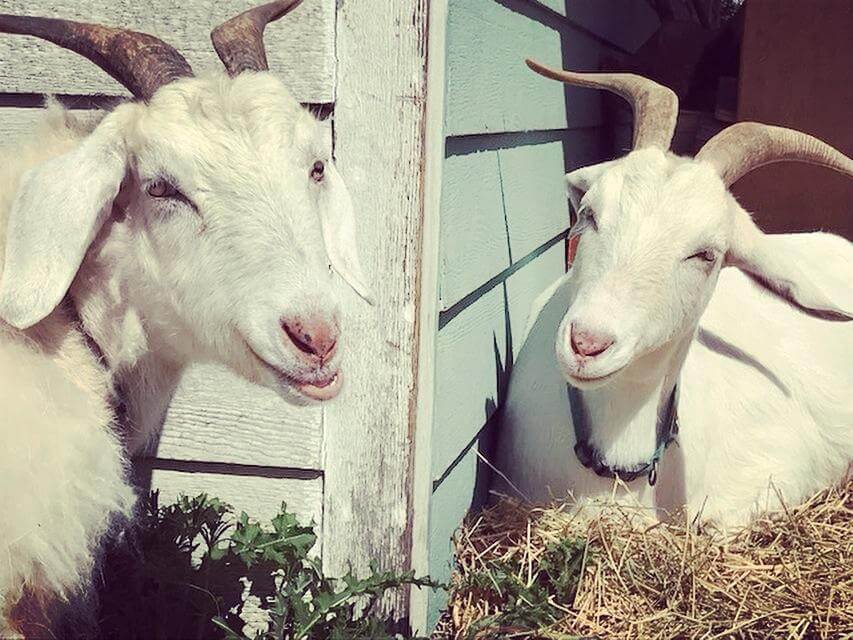 Our pet goats, Lulubelle and Daisy, eat weeds on our property and entertain our staff. In Harmony Sustainable Landscapes 