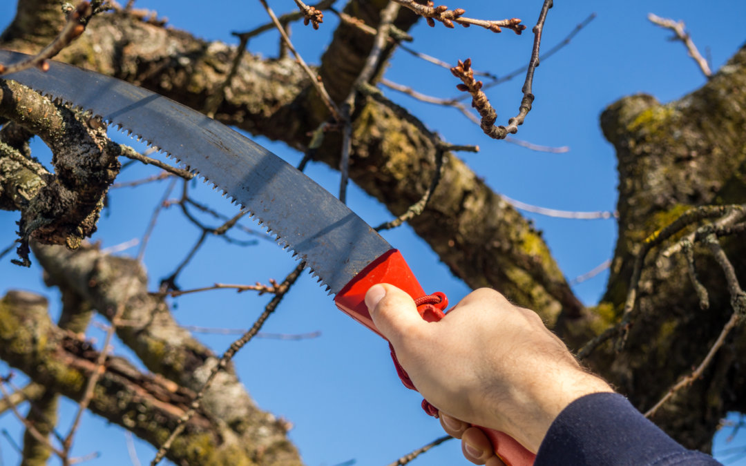 Do your trees and shrubs need winter pruning?