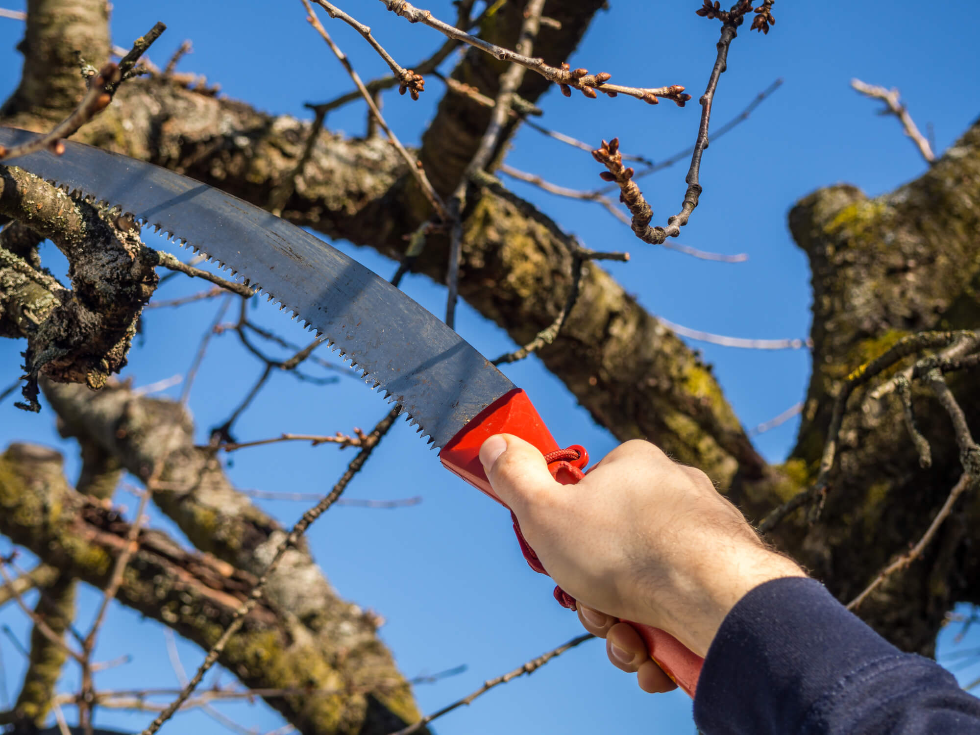 See saw tree. Обрезка фона на фото.