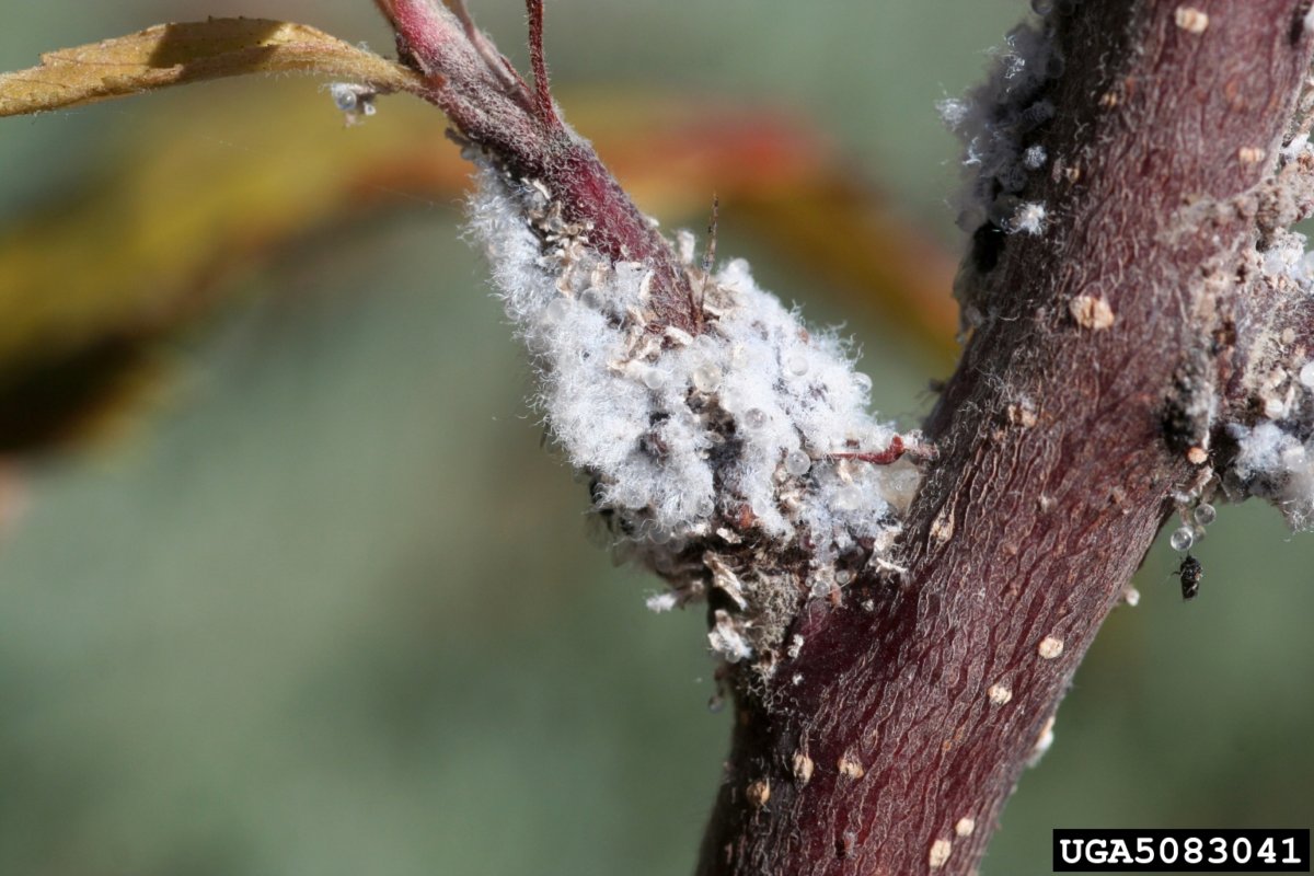 Dormant oils control pests such as the woolly apple aphid. In Harmony Sustainable Landscape. Photo: Whitney Cranshaw, Colorado State University, Bugwood.org. 