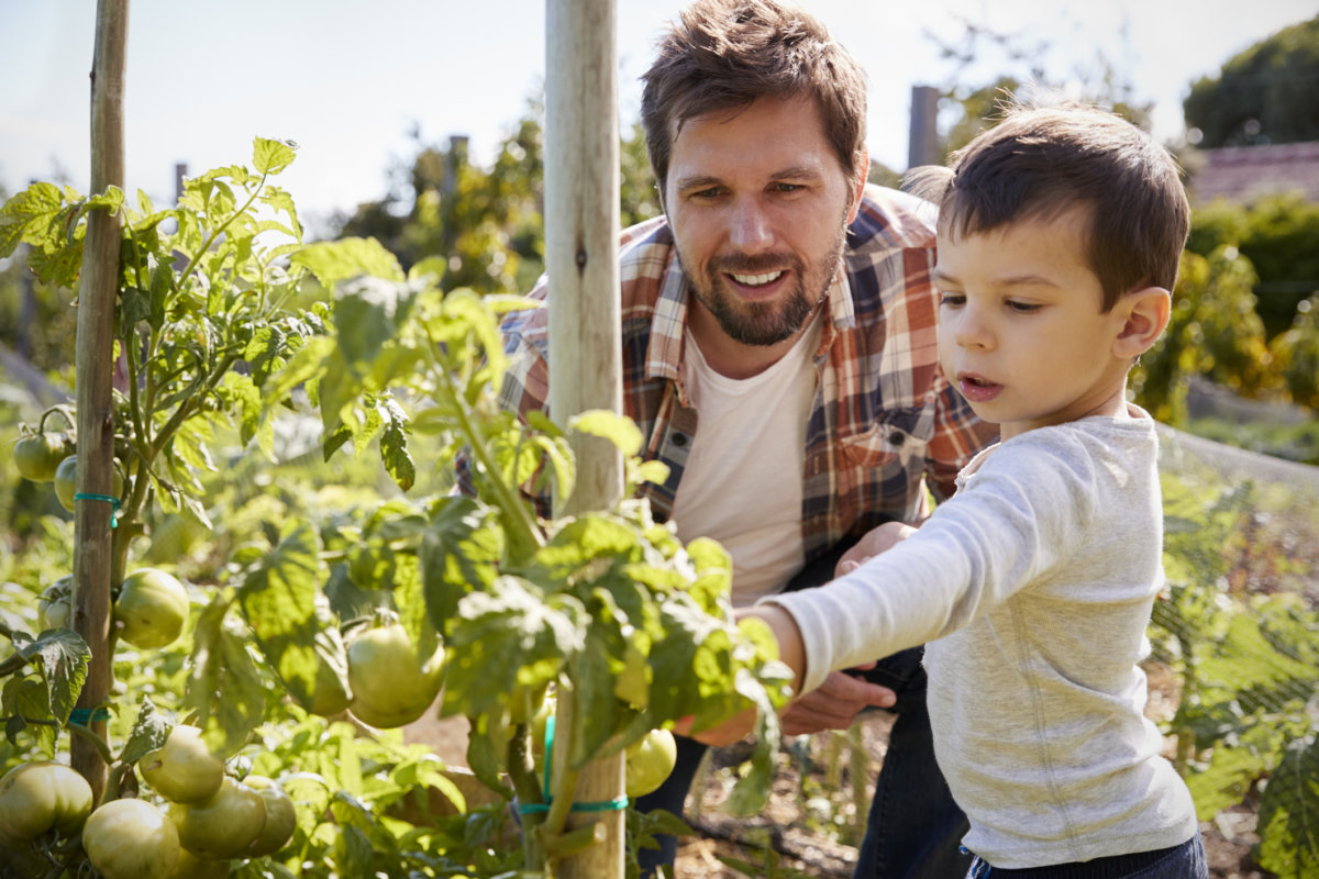 Grow your own vegetables for the health of your family and the environment. In Harmony Sustainable Landscapes 