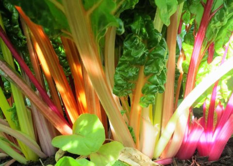 Rainbow Swiss chard is both beautiful and delicious. Ruth Hartnup photo, Flickr. 