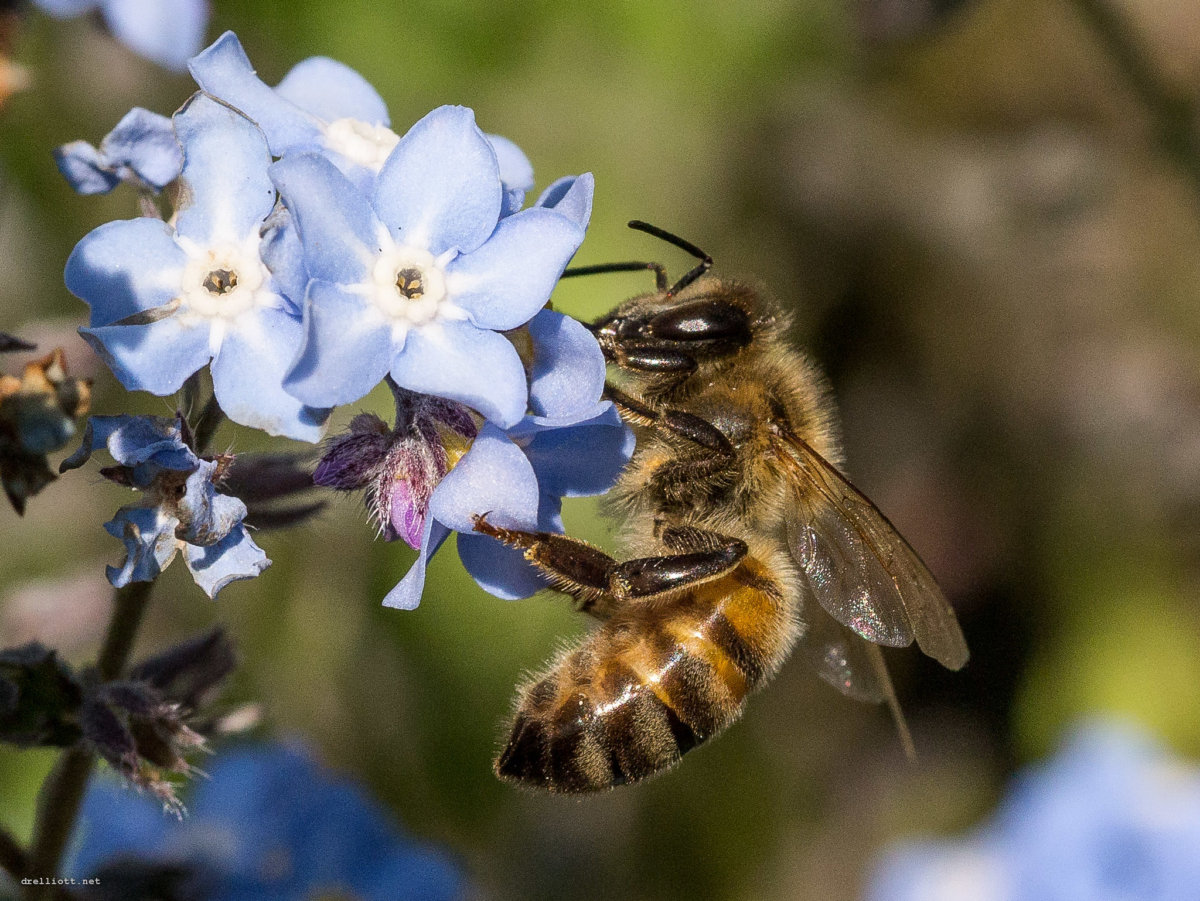 Join us to help save the bees and other pollinators. Together we can slow the decline of these vital beings. Photo: David Elliott, Flickr Creative Commons. In Harmony Sustainable Landscapes