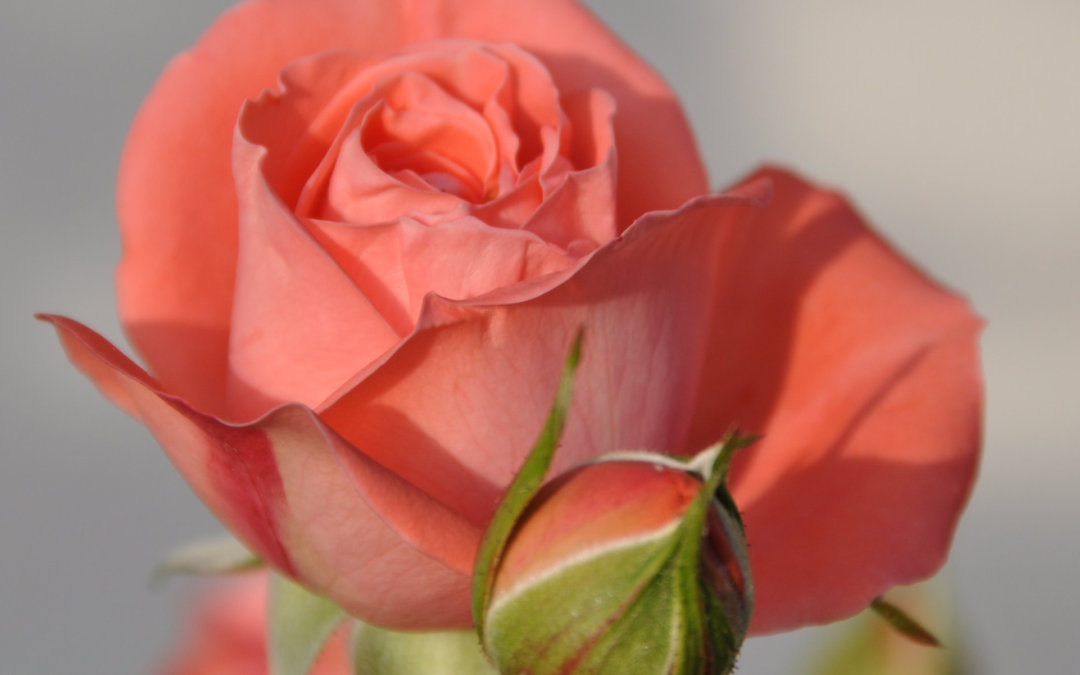 How to grow roses in western Washington