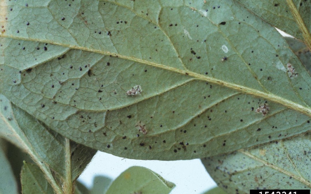 How to manage lace bugs