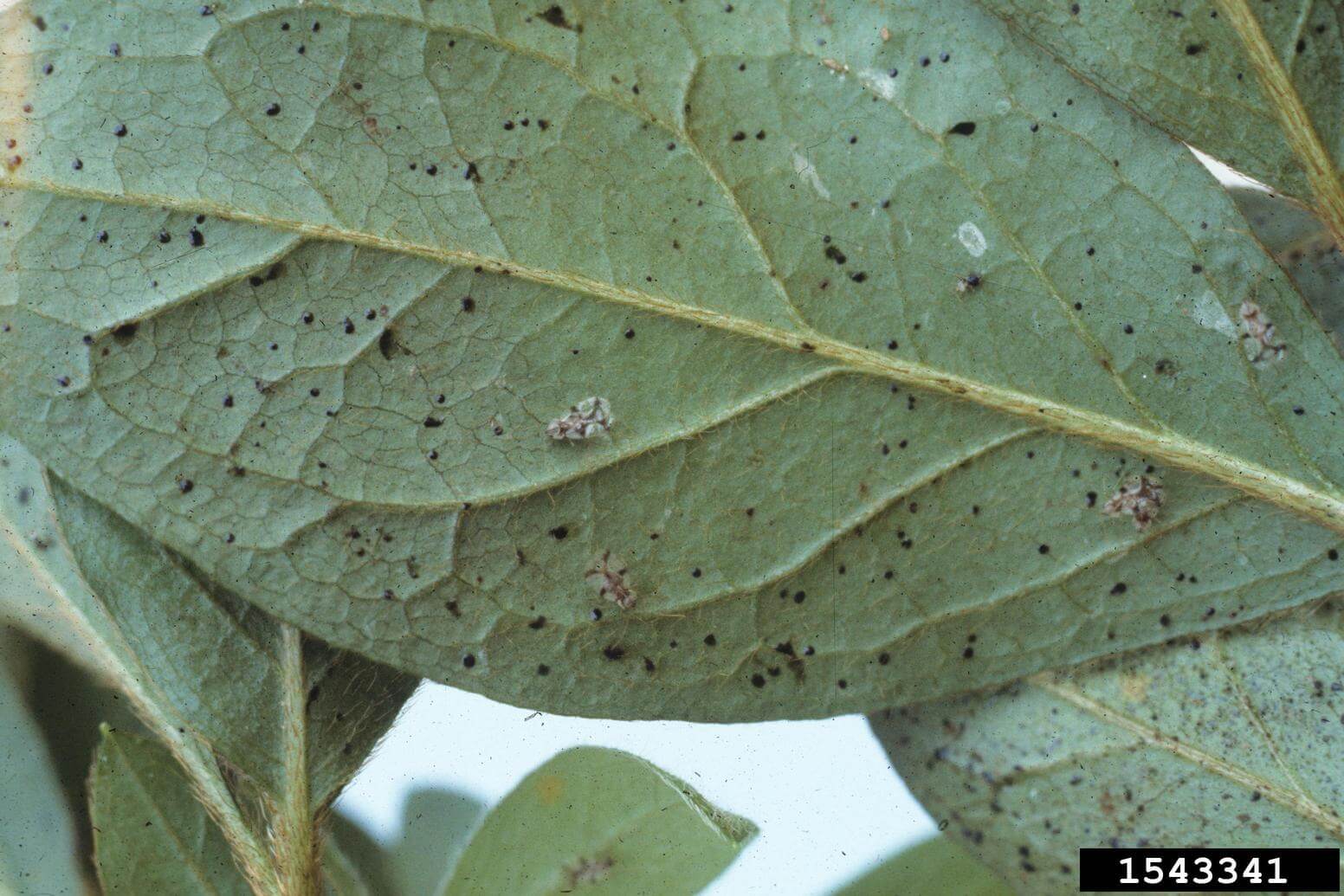 There are several things you can do to manage lace bugs. Giving your plants enough water is a key strategy. Photo: Jim Baker, North Carolina State University, Bugwood.org. In Harmony Sustainable Landscapes. 