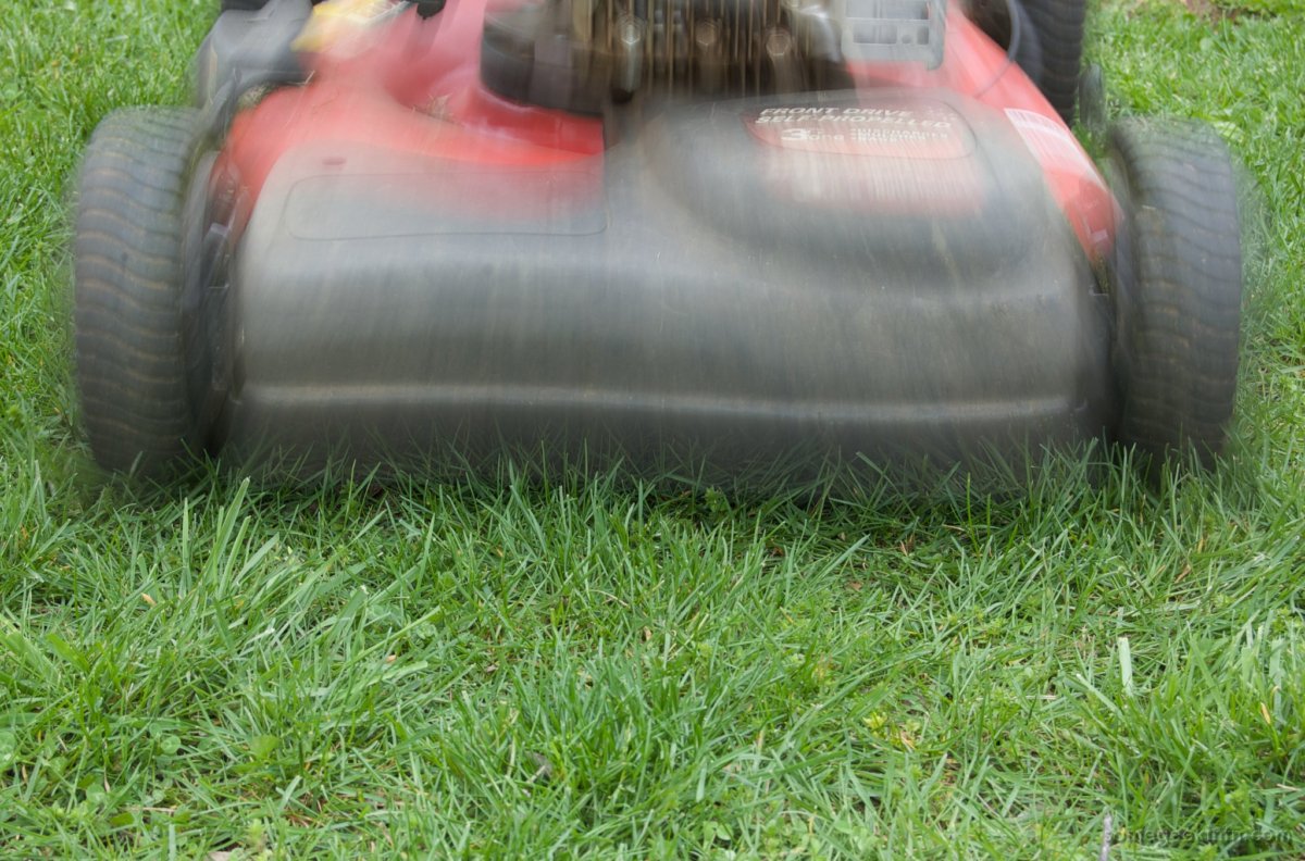 Here are tips on how to mow to keep your lawn healthy. Photo: Casey Fleser, Flickr. In Harmony Sustainable Landscapes.