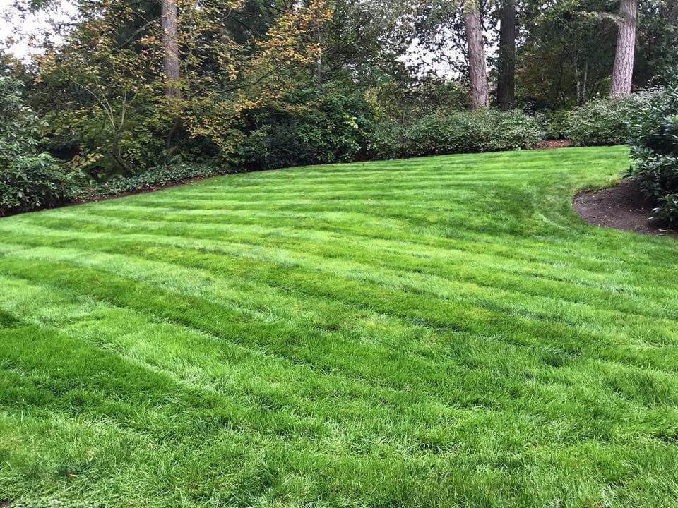 Your lawn can look like this! Follow our lawn care tips, and contact us for help. In Harmony Sustainable Landscapes