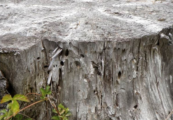 The holes in this tree stump were likely made by beetles who are breaking down the wood. Cavity nesting bees will also use these holes. Photo: Don Keirstead, Xerces Society. In Harmony Sustainable Landscapes