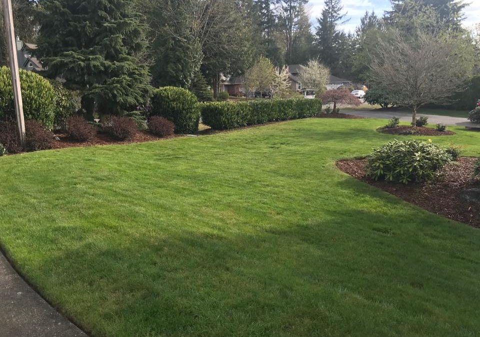 Tips for summer lawn health