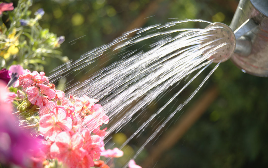 Summer watering tips