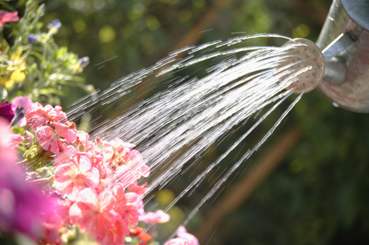 Your landscape plantings need water in the hot weather. Our summer watering tips can help you water effectively. In Harmony Sustainable Landscapes