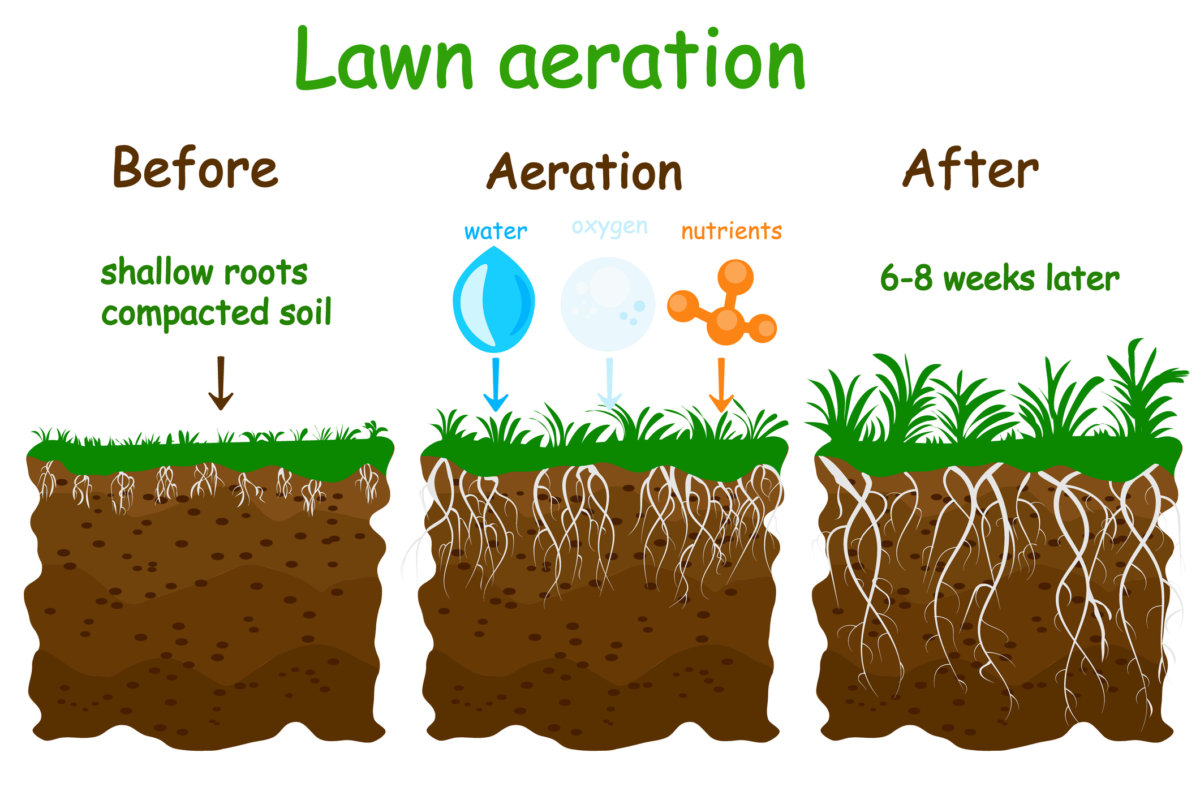 Aeration is a very effective way to improve lawn health. In Harmony Sustainable Landscapes 