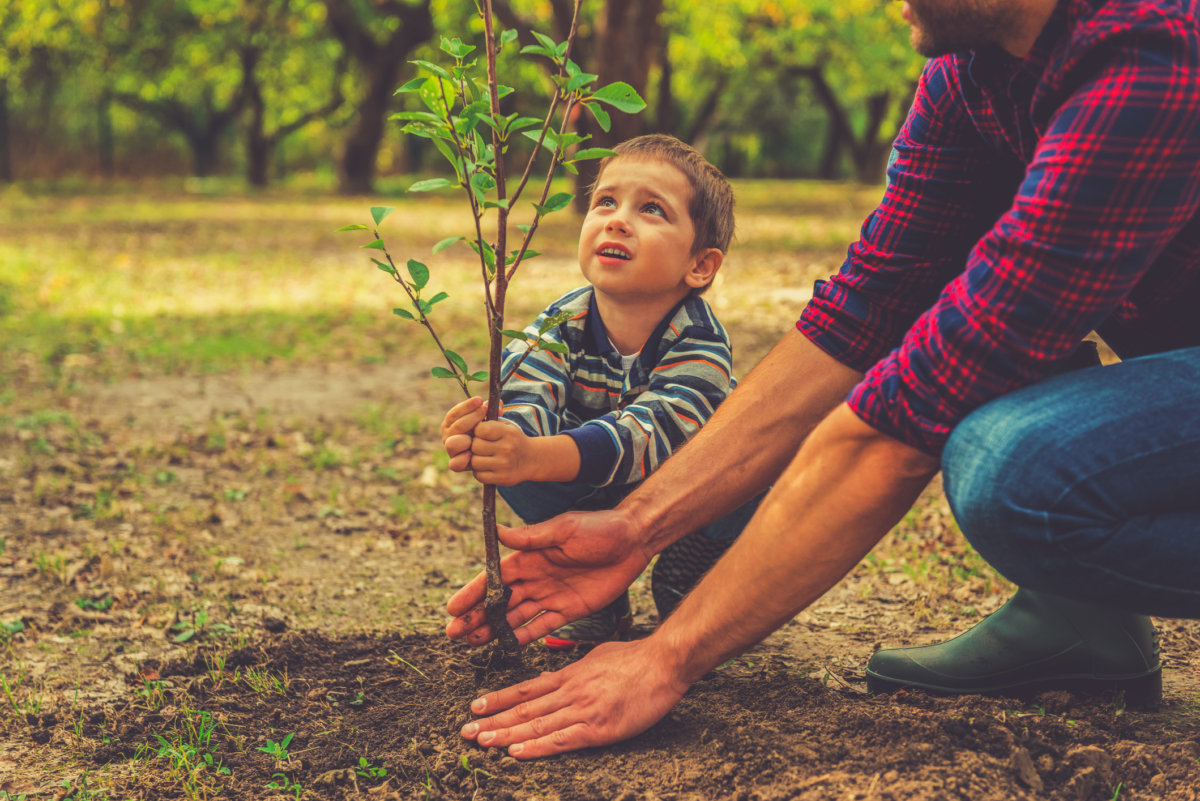 Plant a tree this fall to help the planet and improve your landscape. In Harmony Sustainable Landscapes