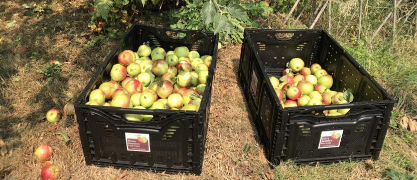 Pick your extra fruit and fill a U-Pick Harvest Box. City Fruit will donate it to a meal program or food bank. In Harmony Sustainable Landscape