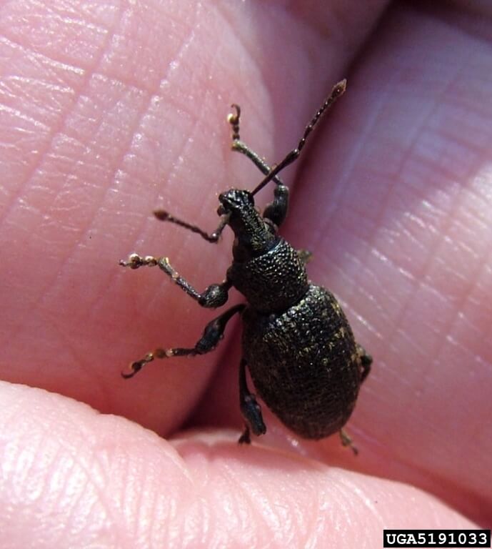 Root weevils have broad snouts and elbowed antenna. In Harmony Sustainable Landscapes