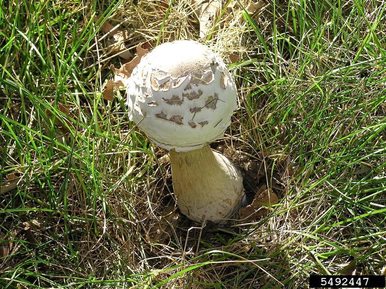 Mushrooms in your lawn and garden are almost always harmless and are even helpful. Photo: Curtis E. Young, The Ohio State University, Bugwood.org. In Harmony Sustainable Landscapes