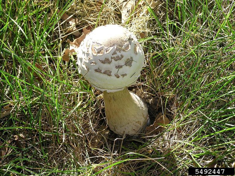 Mushrooms store in yard