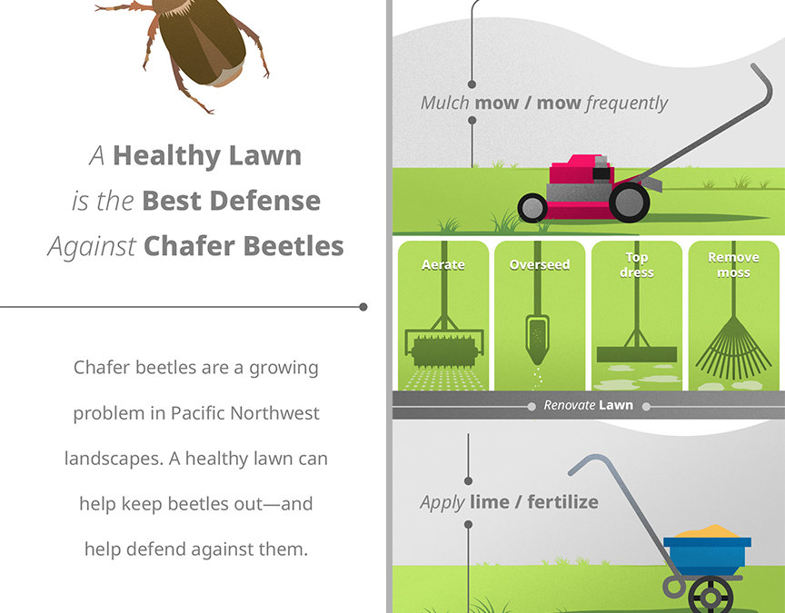 How to manage chafer beetles: what to do in March