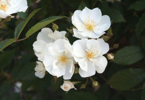 If you think you can't grow roses, try 'Darlow's Enigma.' This rambling bush is vigorous, large and disease resistant. In Harmony Sustainable Landscapes 