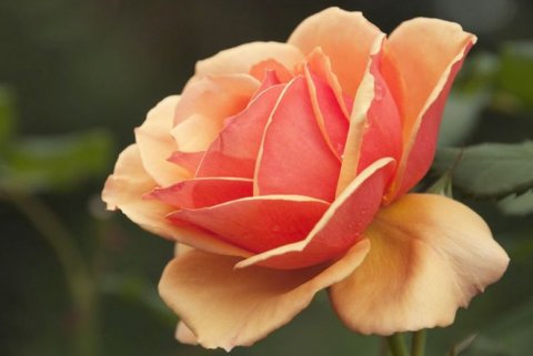 'Anna's Promise' Downton Abbey grandiflora rose: the first rose in Weeks Roses' Downton Abbey rose collection. In Harmony Sustainable Landscapes 