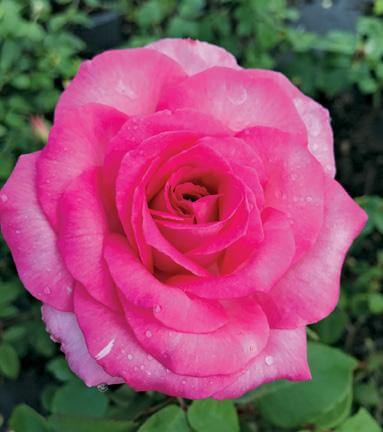 Best roses for the Pacific Northwest
