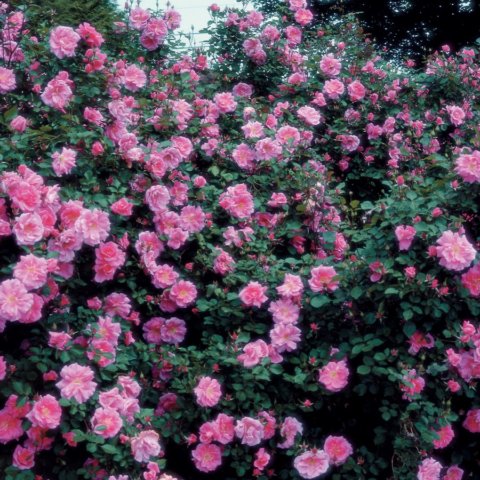 'Carefree Beauty' Earth-Kind rose. The "Earth-Kind" designation is given to roses that grow vigorously without fertilizers or pesticides and with a significant reduction in irrigation. In Harmony Sustainable Landscapes