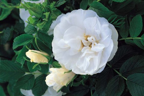 'Blanc Double de Coubert' is a hybrid rugosa, introduced in 1892. In Harmony Sustainable Landscapes