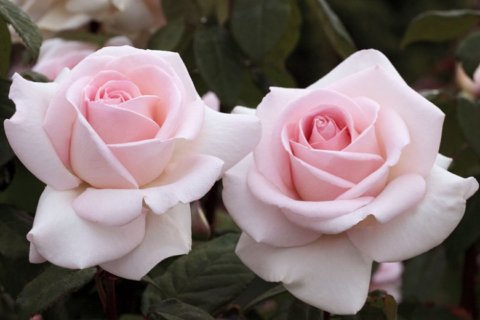 'Francis Meilland' was the only rose designated an All-America Rose Selection by the American Rose Society in 2013 and the first hybrid tea to be chosen under the new no-spray rules. In Harmony Sustainable Landscapes 