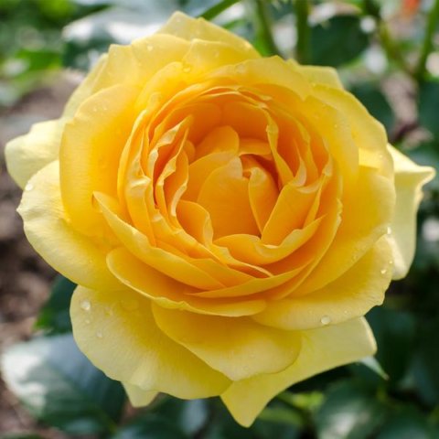 'Julia Child' floribunda rose. When Julia Child saw this rose, she requested it be named after her because she thought it looked like the color of fresh cream butter. In Harmony Sustainable Landscapes 