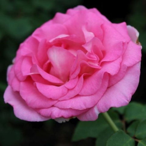 'Beverly' Eleganza rose was named Most Fragrant and Best Hybrid Tea at 2013 international rose trials. In Harmony Sustainable Landscapes