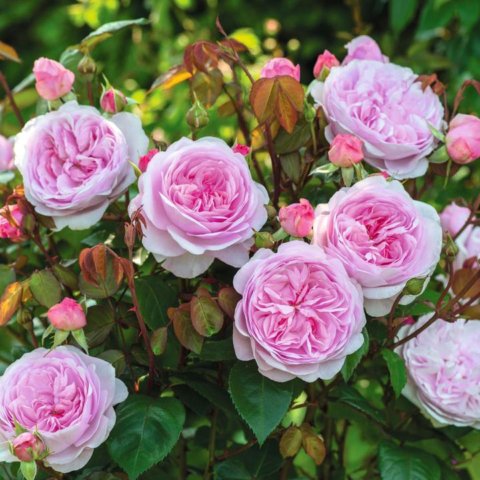 'Olivia Rose Austin' was one of the first cultivars to be released from David Austin's new breeding program of disease-free lines. The company claims it may be the best rose it has introduced to date. In Harmony Sustainable Landscapes 