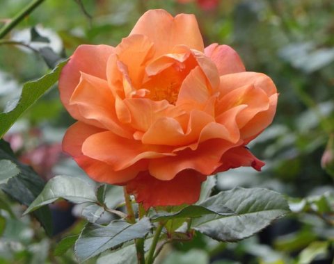 'Westerland' is one of the author's favorite roses. It blooms freely, has a strong, spicy fragrance and is highly disease resistant. In Harmony Sustainable Landscapes 