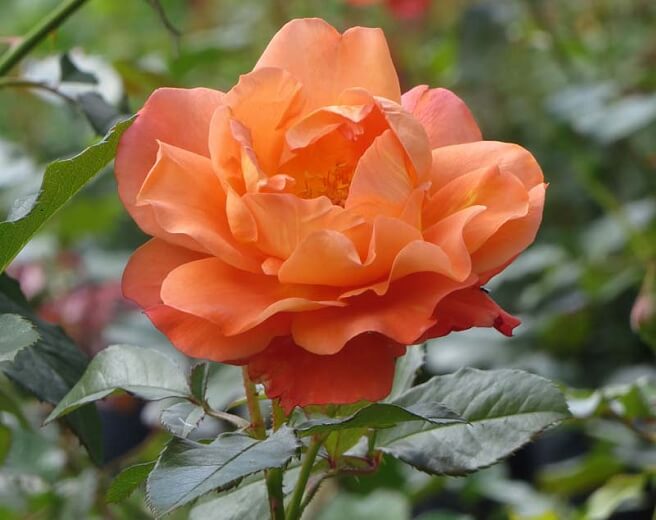 Here are resources to help you grow roses in our moist, cool climate. In Harmony Sustainable Landscapes