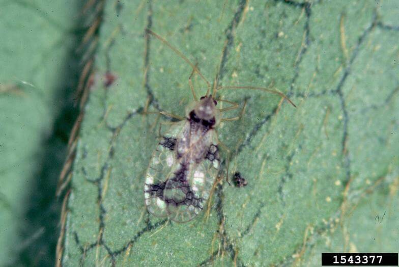 How to manage lace bugs: take action now