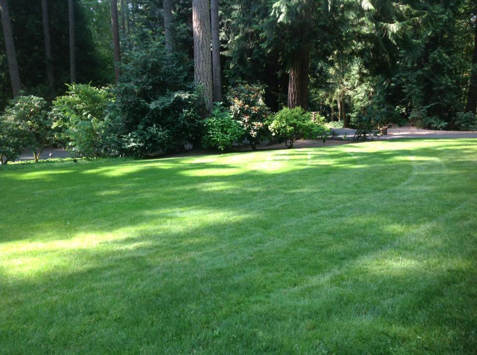 Our summer lawn care tips will help your lawn survive and thrive during hot, dry summer weather and grow well again in the fall. In Harmony Sustainable Landscapes